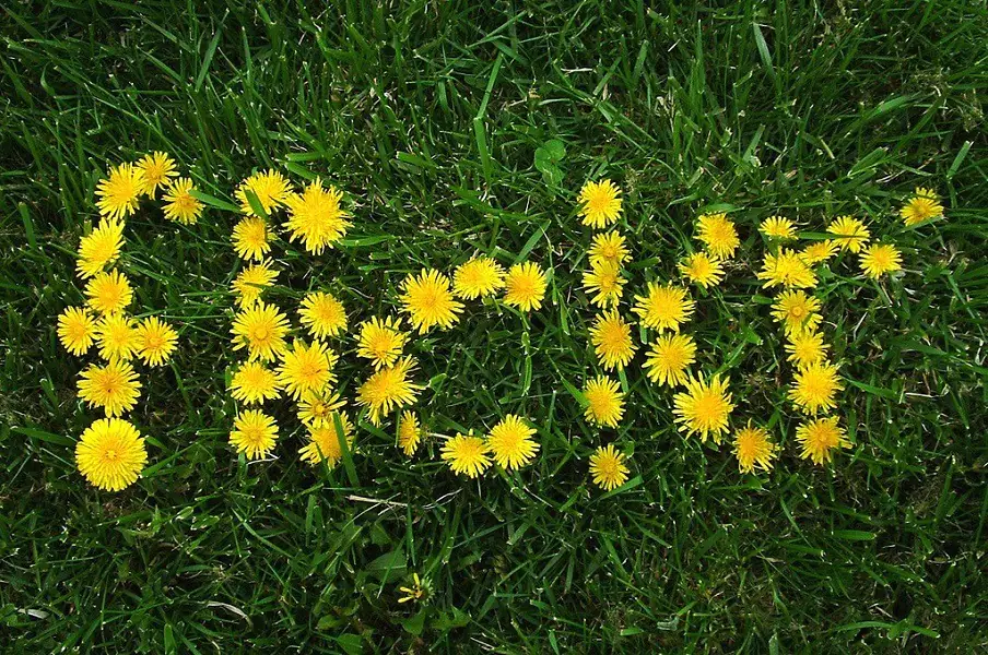 Flickr: Smartfony popularniejsze od cyfrówek